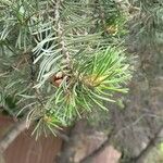 Pinus edulis Feuille