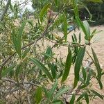 Sapium haematospermum Blad