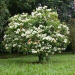 Miconia longifolia Хабит