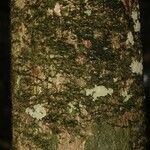 Pouteria ambelaniifolia Escorça