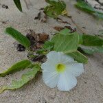 Ipomoea imperati برگ