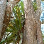 Aechmea distichantha Habit