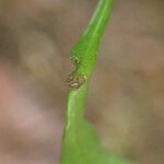 Asplenium paucijugum Liść