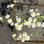 Erigeron strigosus عادت داشتن