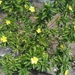 Turnera angustifolia Blomma