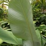 Calathea lutea Folio