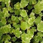 Hydrocotyle sibthorpioides Leaf