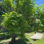 Catalpa speciosa Leaf