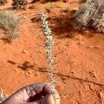 Artemisia filifolia ᱥᱟᱠᱟᱢ