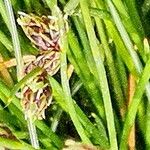 Isolepis setacea Flower