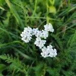 Achillea nobilisÕis