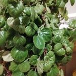 Plectranthus verticillatus List