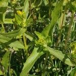 Guizotia abyssinica 葉
