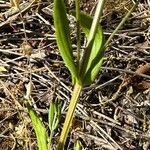 Centaurium erythraea Leaf