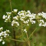 Stevia ovata Žiedas