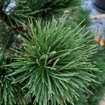 Pinus thunbergii Blad