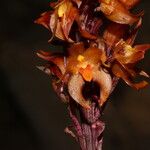 Diglyphosa latifolia Flower