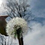 Taraxacum rubicundum Fula