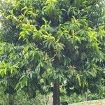 Garcinia atroviridis موطن