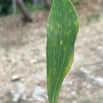 Bupleurum rigidum Leaf