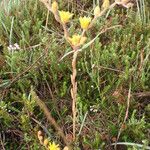 Petrosedum amplexicaule Natur