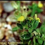 Linaria arenaria Autre