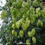 Koelreuteria paniculata फल