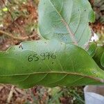 Delarbrea paradoxa Leaf