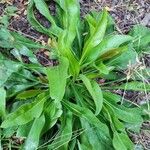 Limonium vulgare Blad