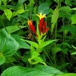 Spigelia marilandica 葉