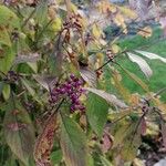 Callicarpa americana Fruit