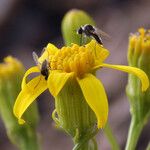 Senecio spartioides Цвят