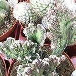 Cereus spegazzinii Leaf
