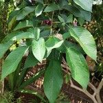 Clitoria fairchildiana Leaf