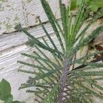 Bryophyllum delagoense Листок