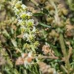 Sesamoides pygmaea Fula