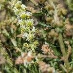 Sesamoides pygmaea Flower