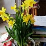 Narcissus jonquilla Blüte