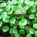 Peperomia pellucida Pokrój