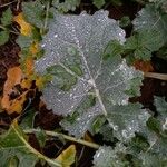 Brassica napus Φύλλο