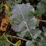 Brassica napus Leaf