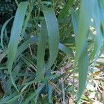 Elymus virginicus Blatt