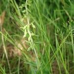Epipactis microphylla Çiçek