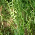 Epipactis microphylla Fiore