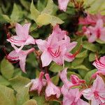 Rhododendron canescens Çiçek
