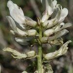 Astragalus depressus Blomma