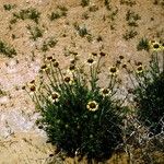 Gaillardia pinnatifida Habitat