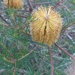 Banksia spinulosa Λουλούδι