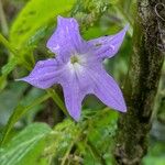 Browallia speciosa Floare