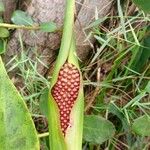 Lasimorpha senegalensis Fruit